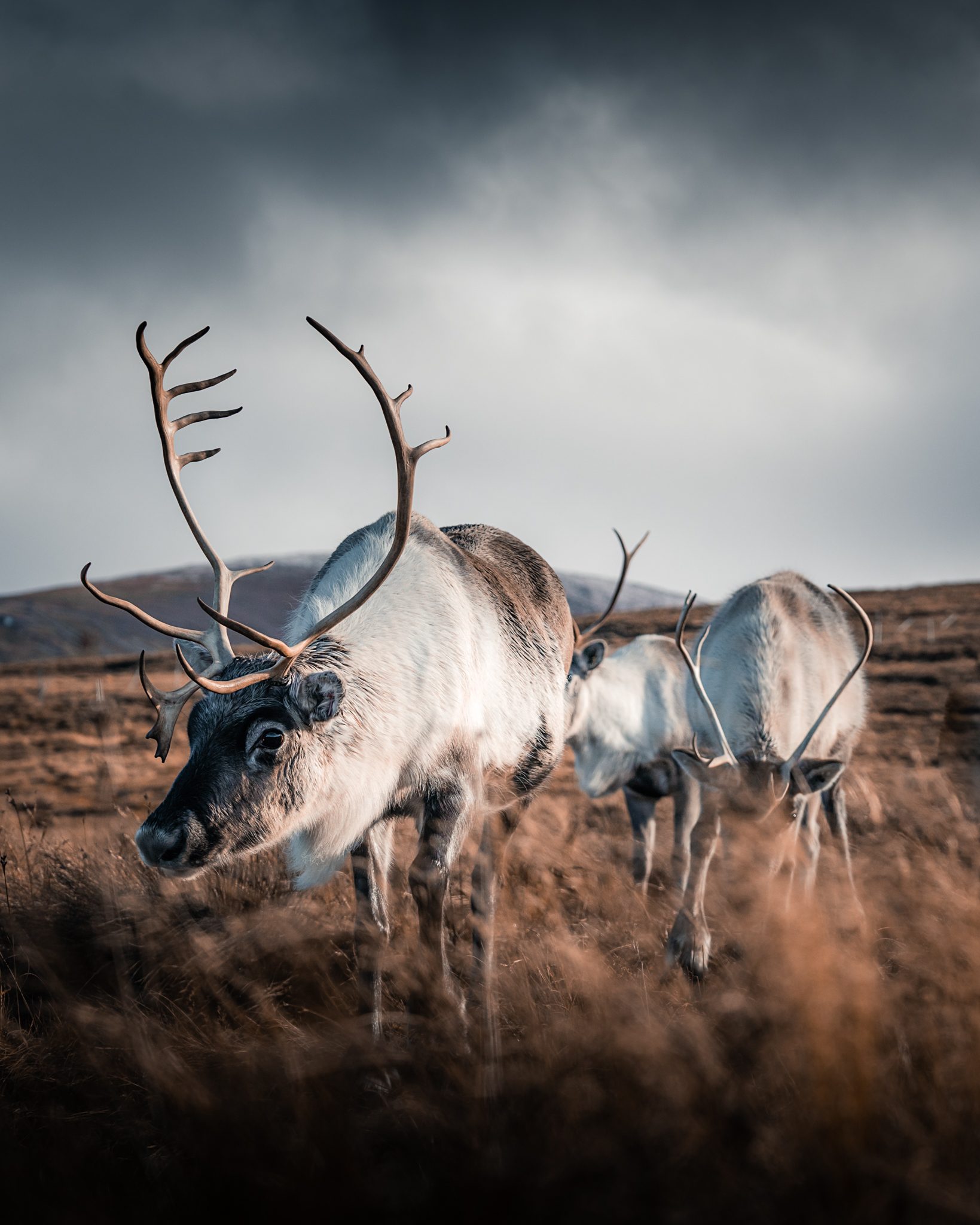Cairngorms National Park - Reindeer