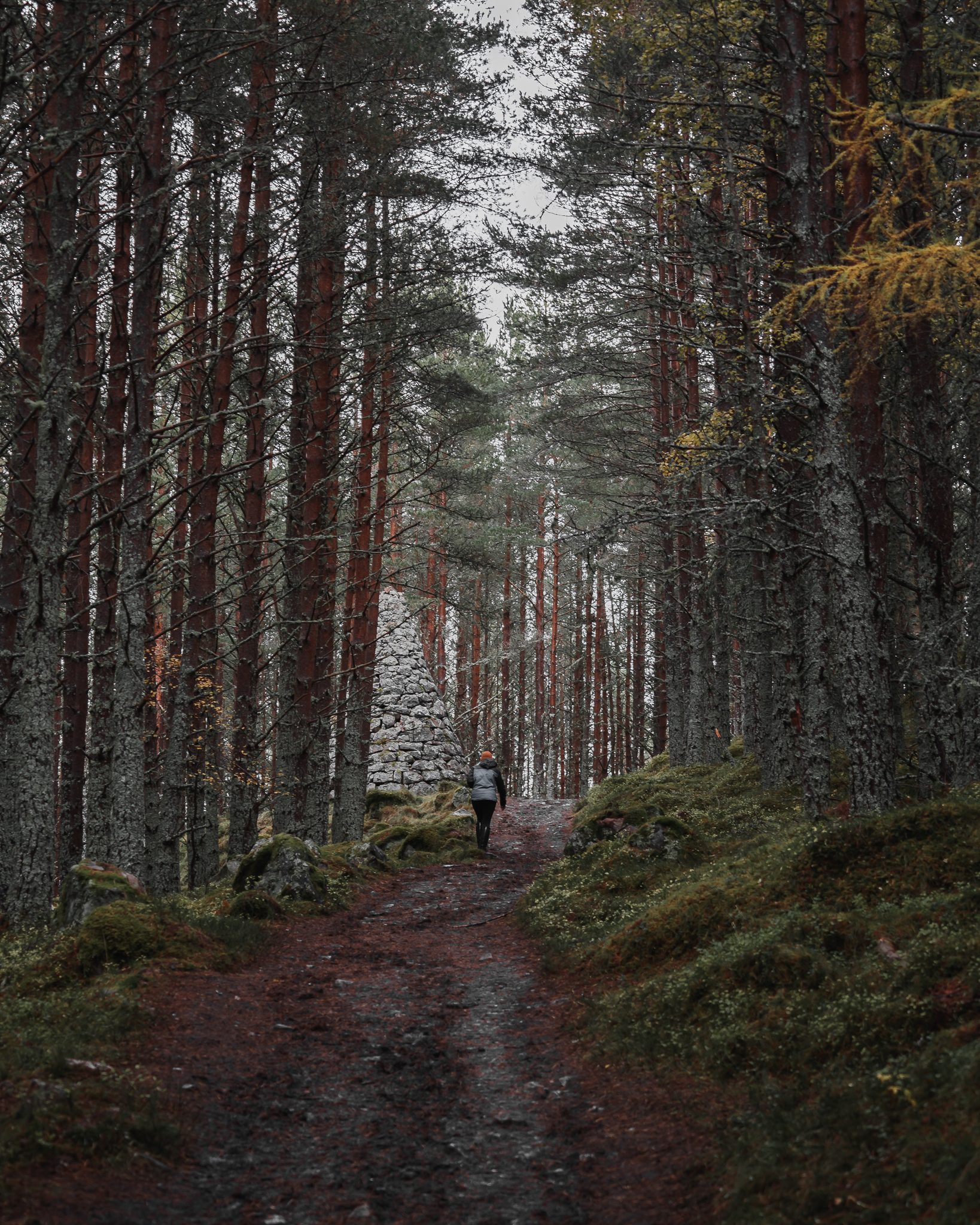 Cairngorms National Park - Forest Trail