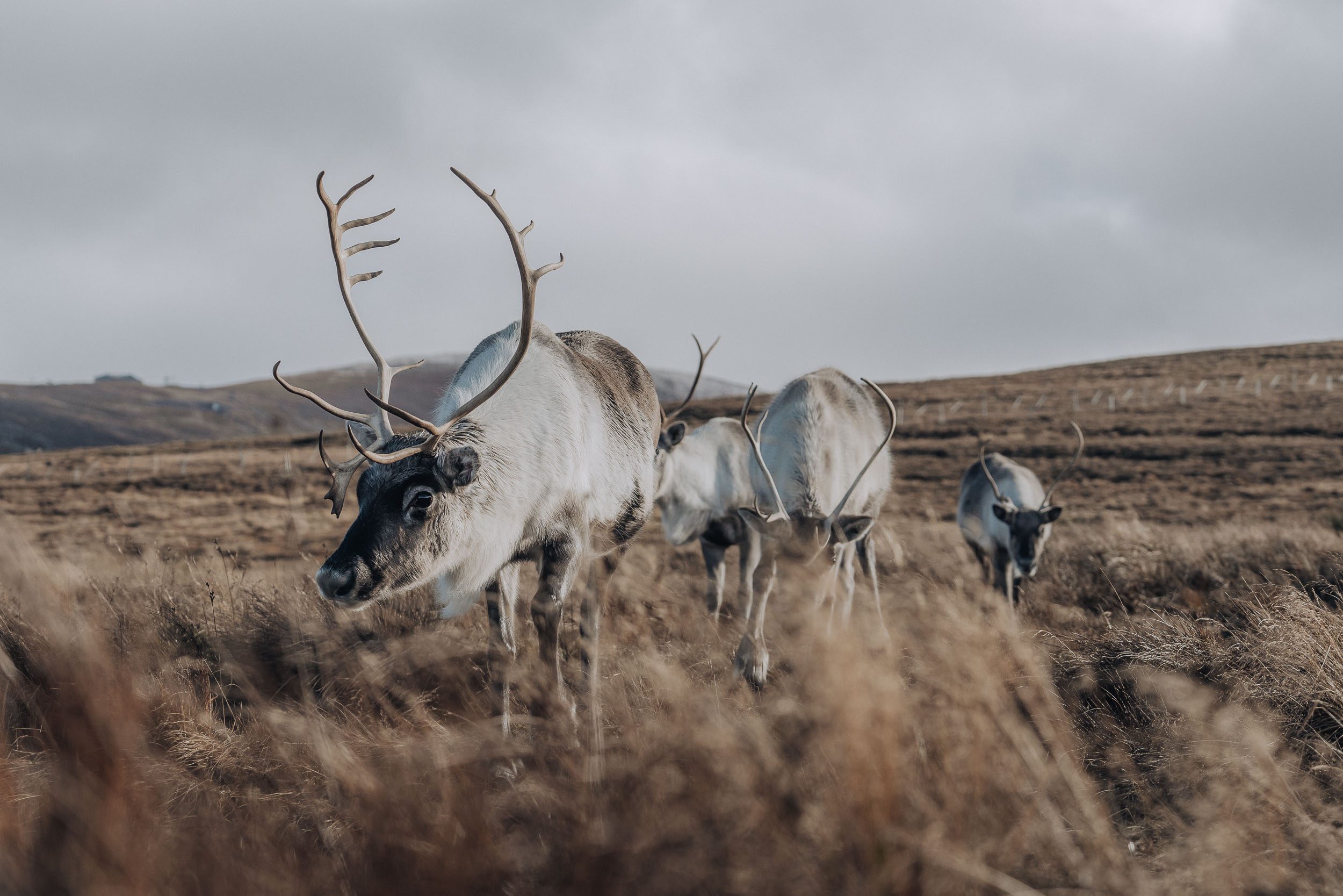 reindeers in the Cairngorms scotland