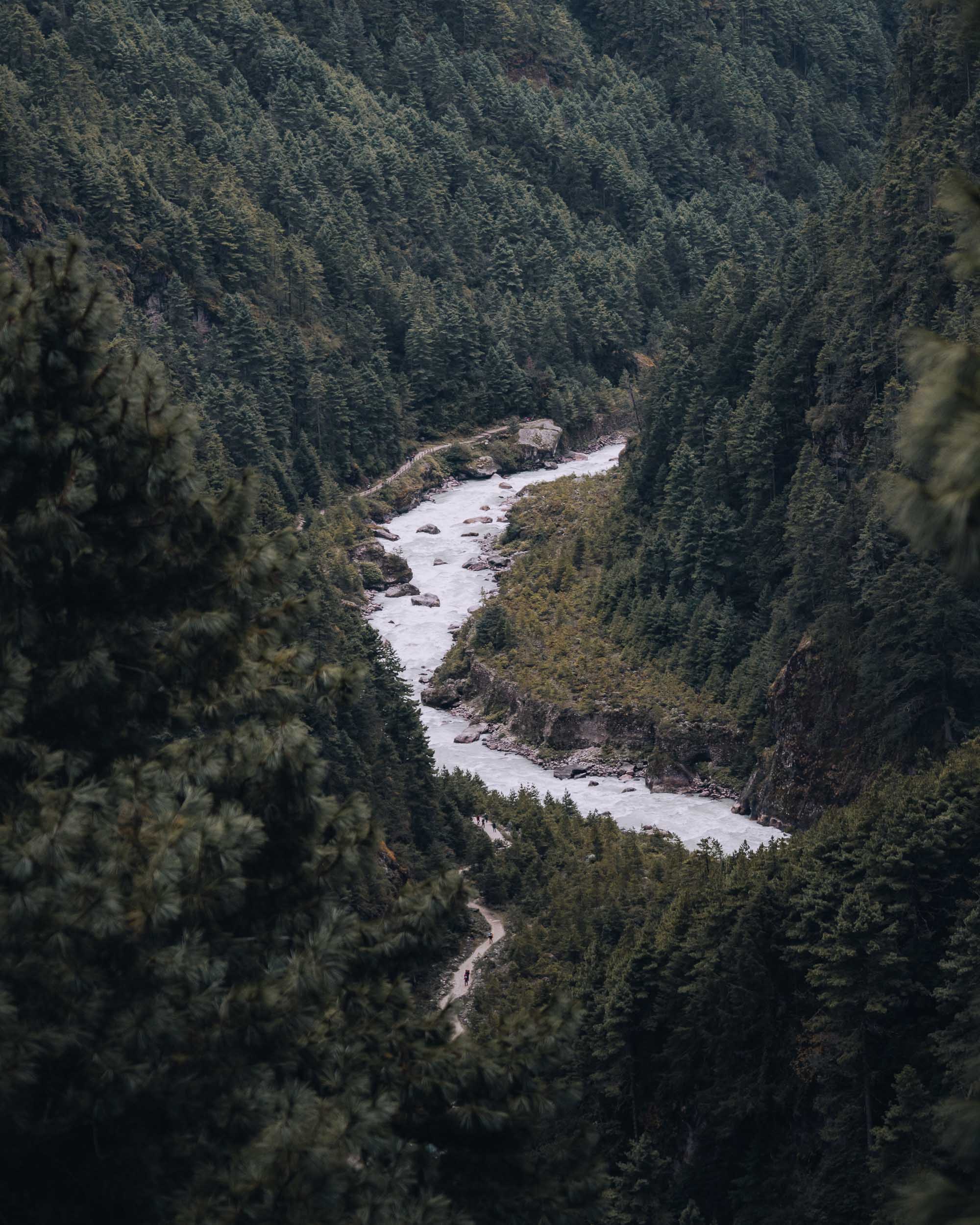 stunning pine forrest with river running through