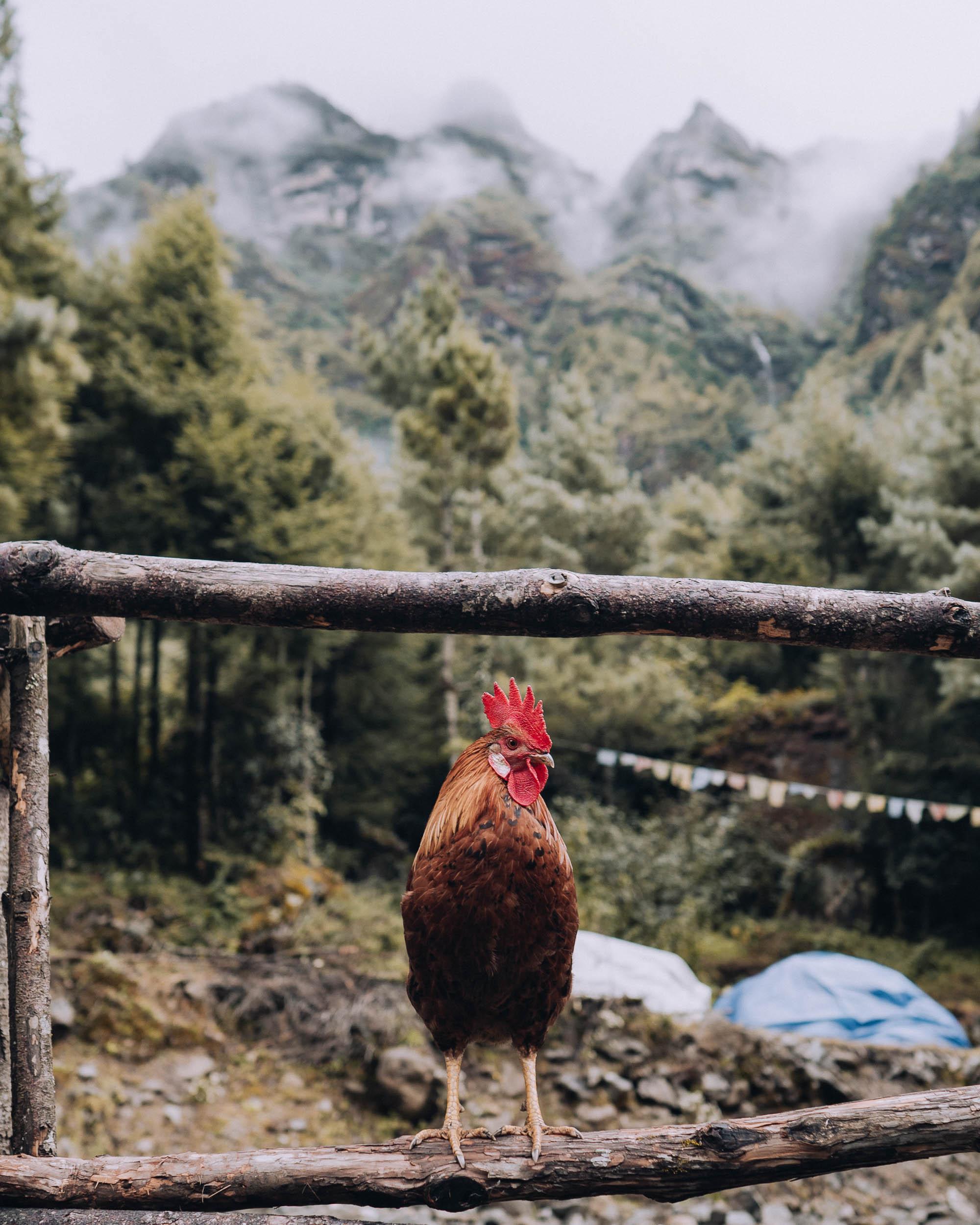 Chicken sitting proud