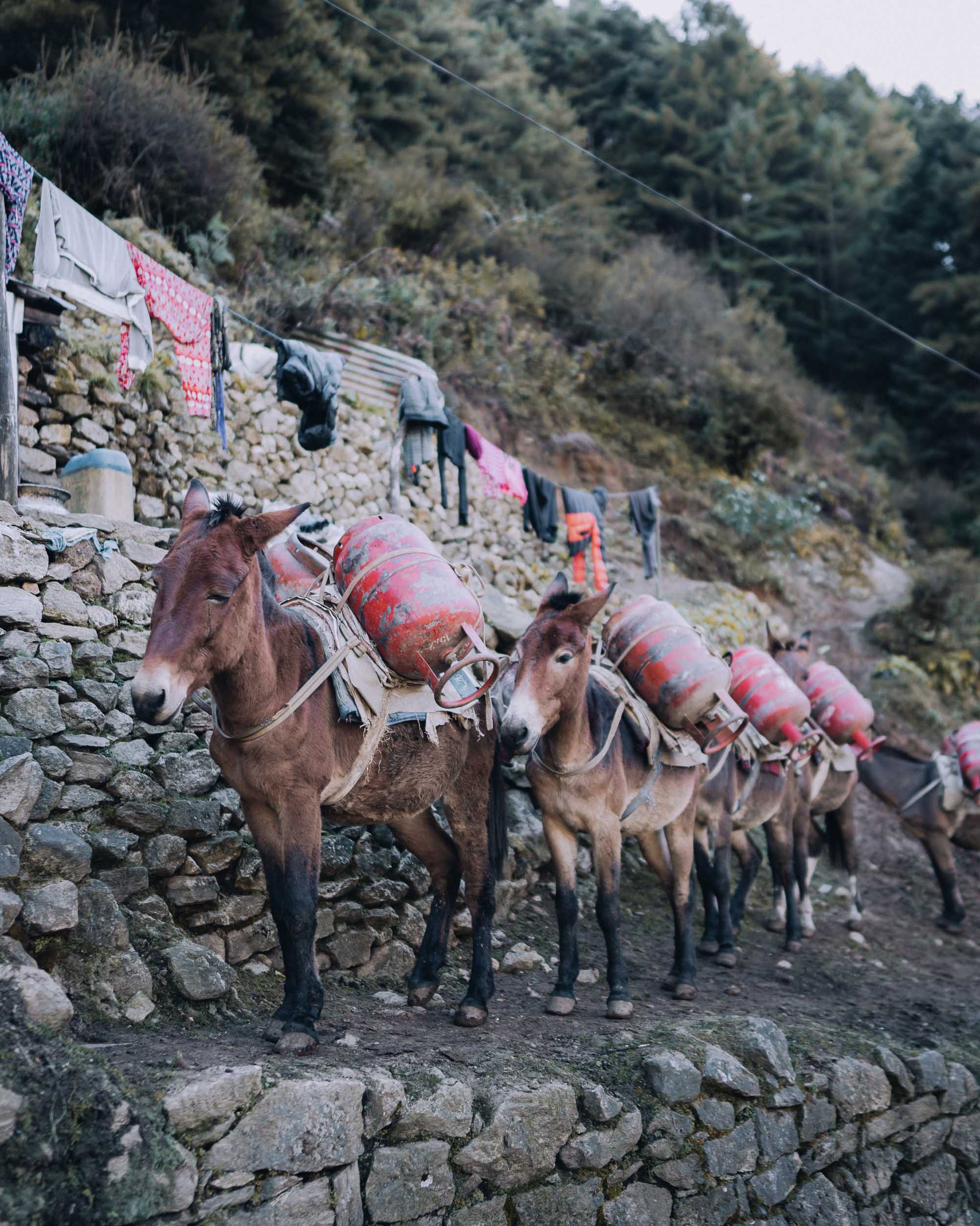 Animals carrying gas bottles