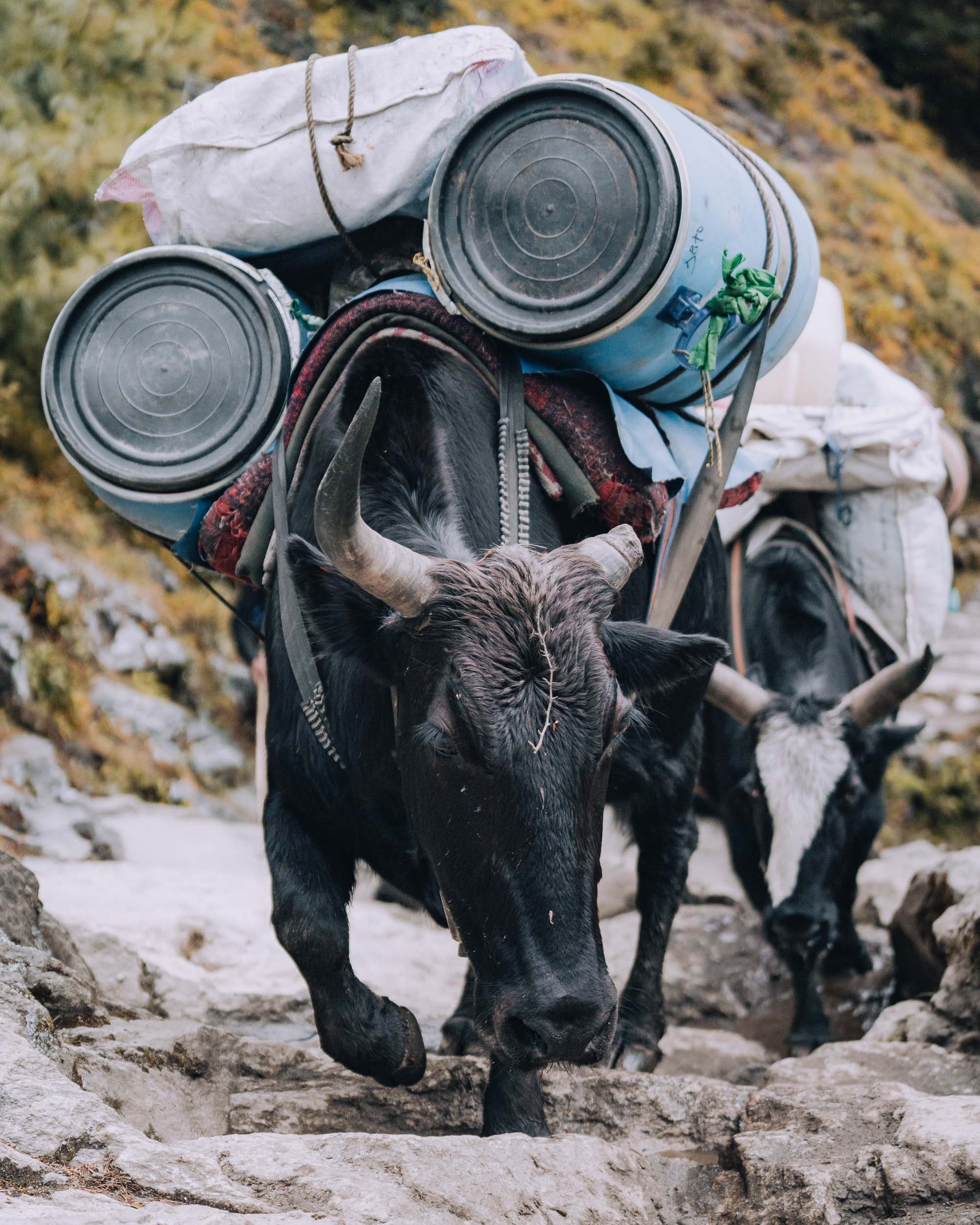 carrying gear to base camp