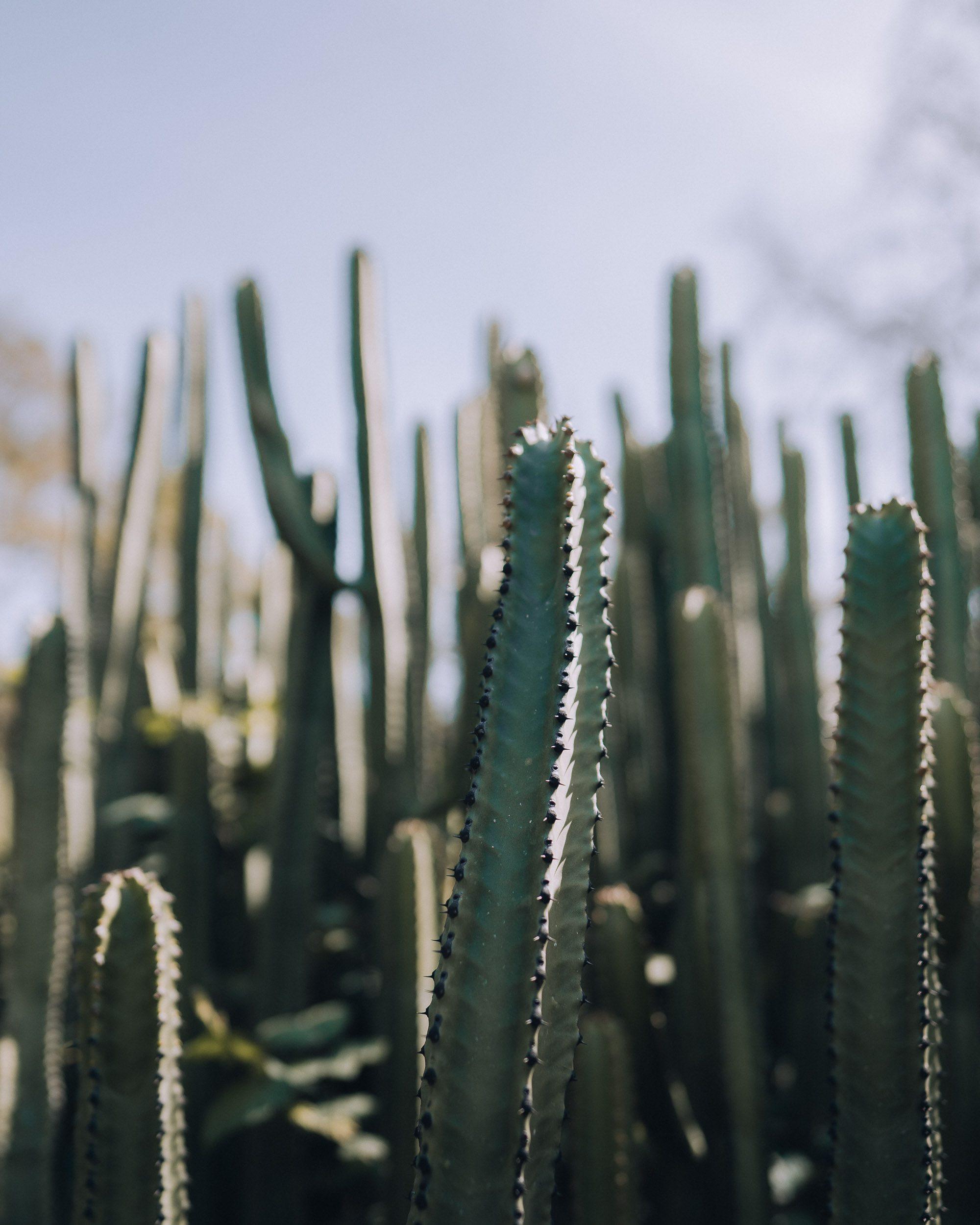 Cactus in the botanical garden in Palermo