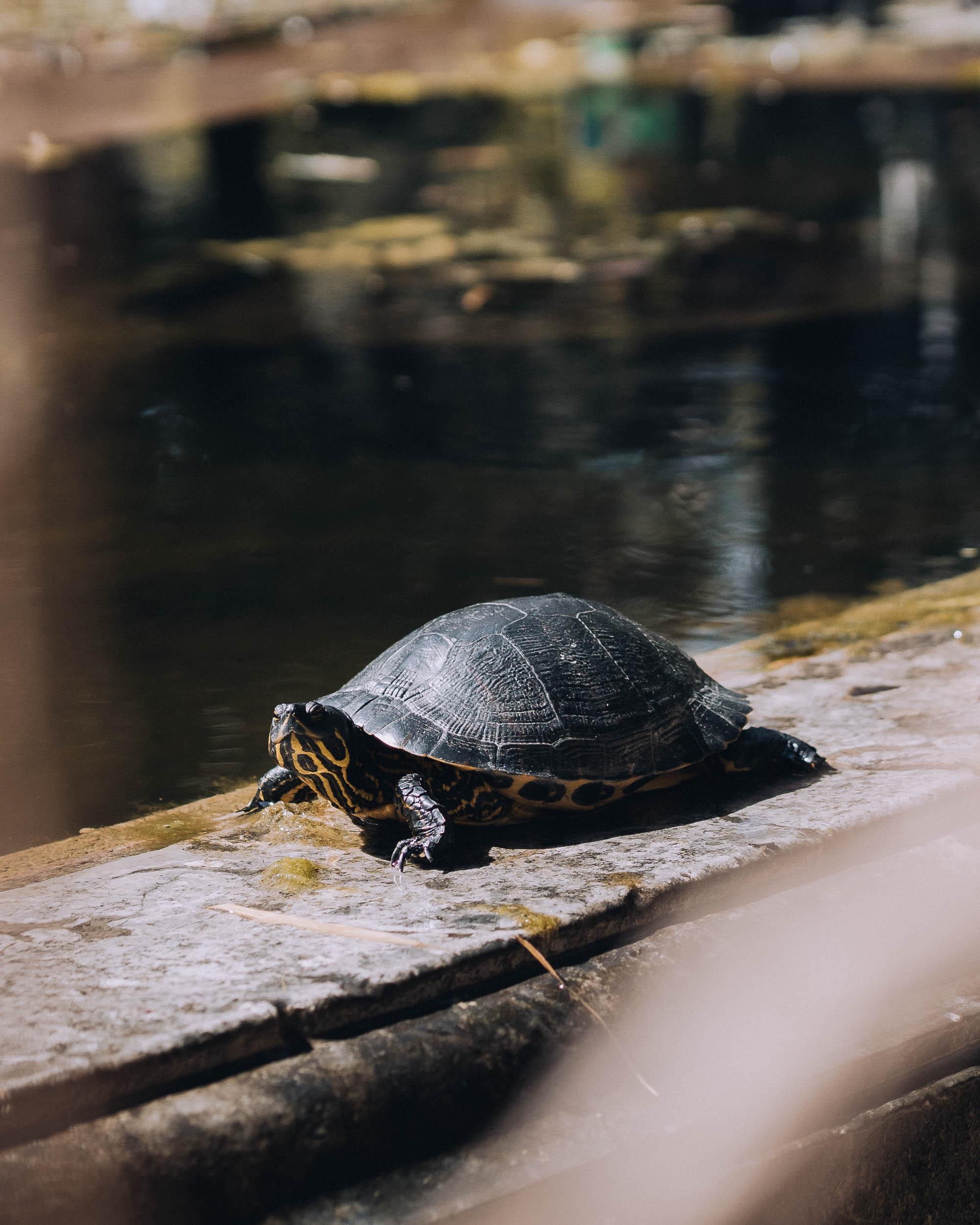 Wildlife in the botanical garden in Palermo