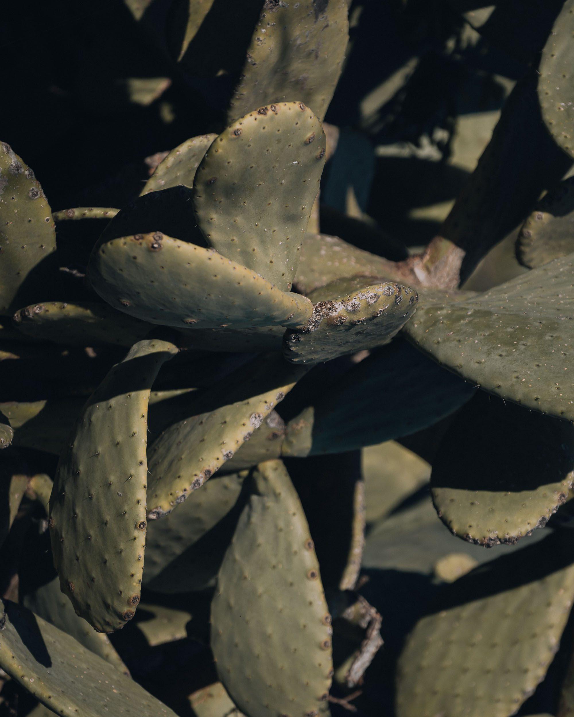 Cactus at the Valley of the temples