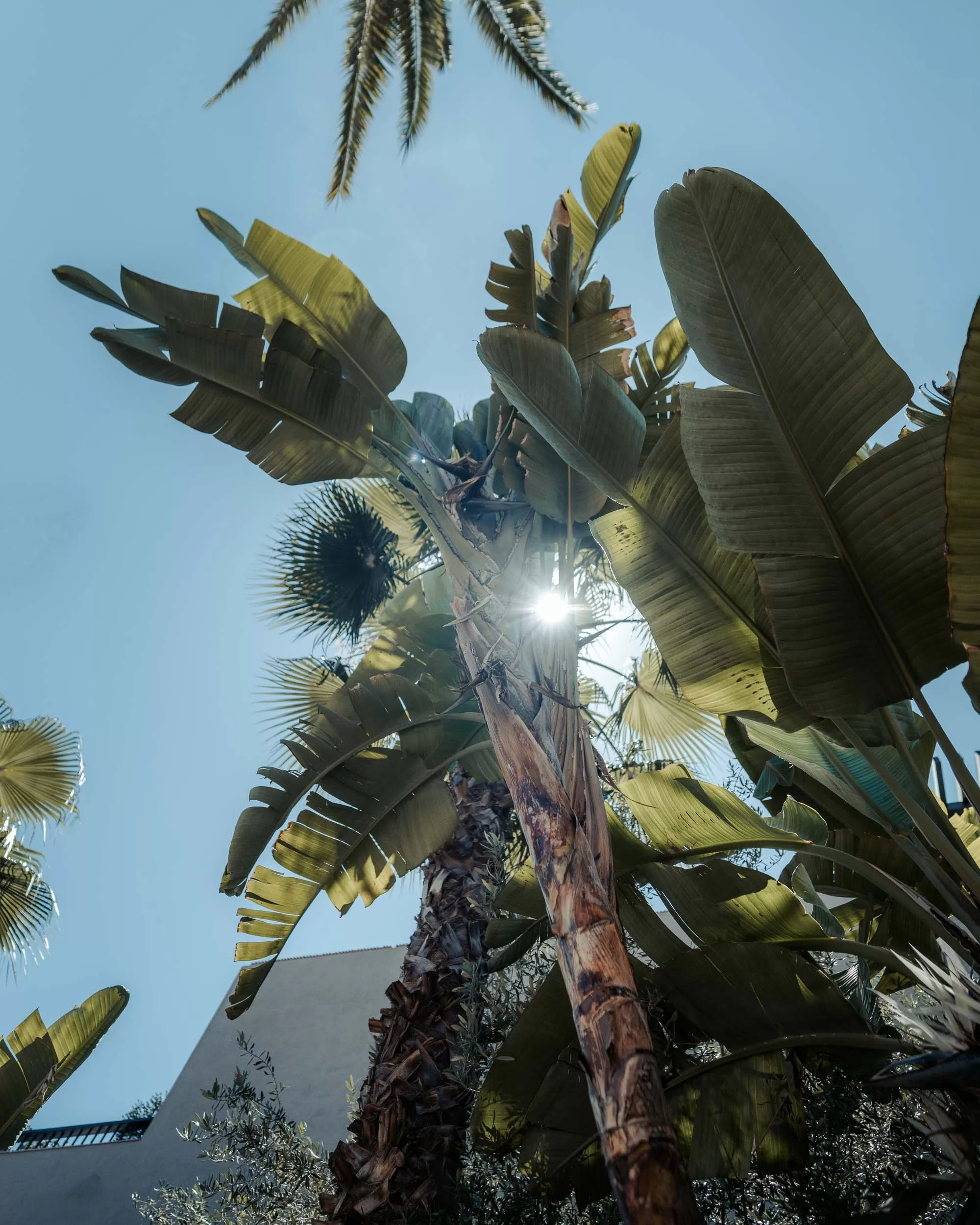 FourSeasons4 Sunshining through tropical plant